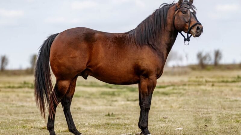 LAUREL PADRILLO CUARTO DE MILLA