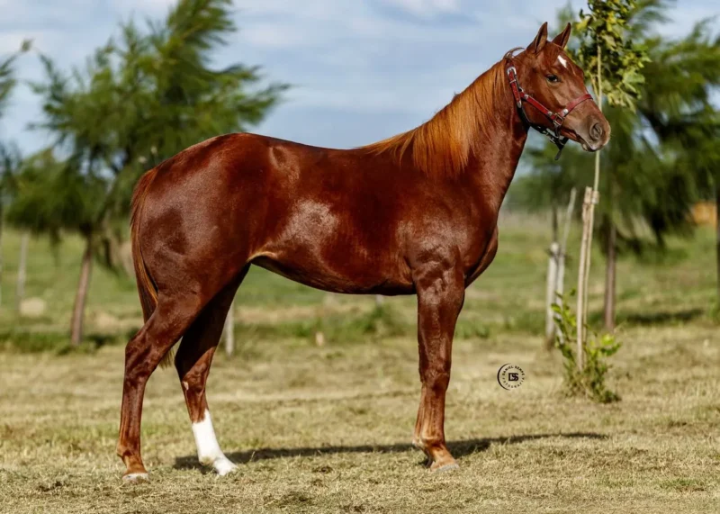 LOTE 10 LR DOC AIRBUS