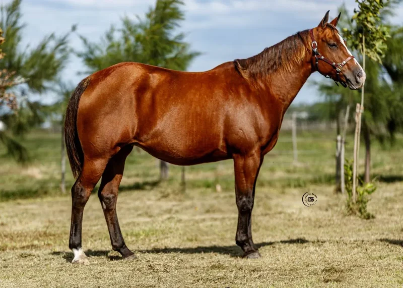 LOTE 8 LR DOC AMBAR - PREÑADA C/CRIA