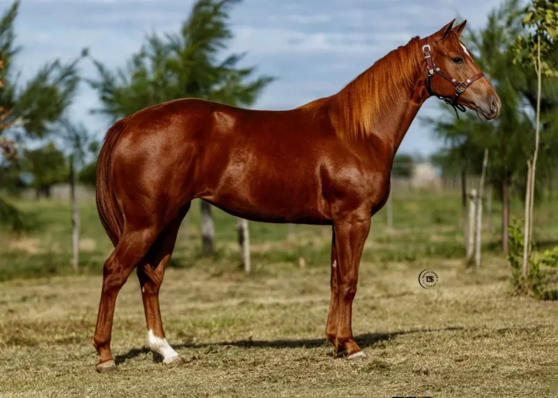 LOTE 11 LR DOC ANTONOV