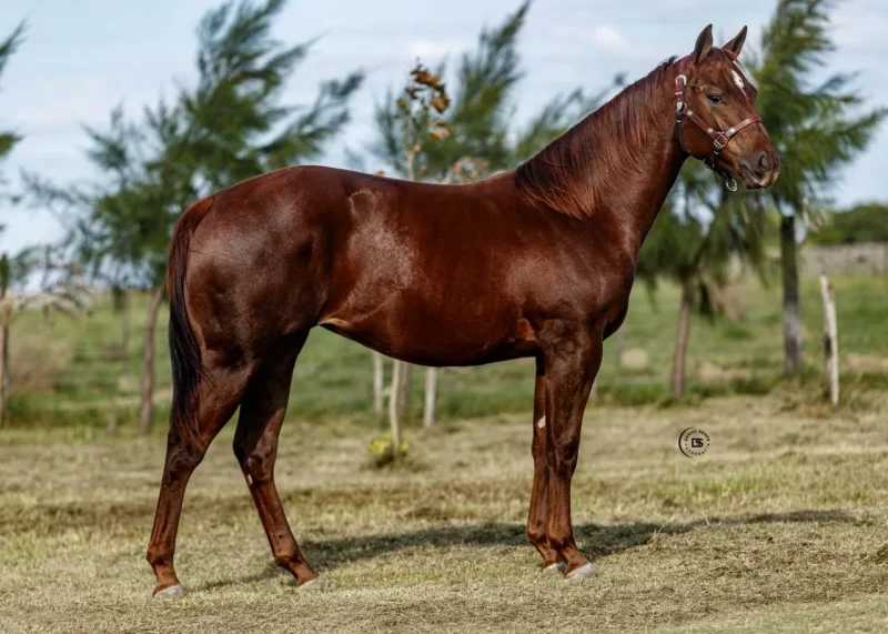 LOTE 4 LR DOC BENZ