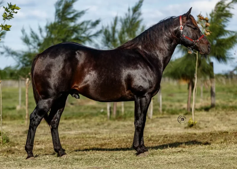 LOTE 2 LR CALDEN PATRIOT