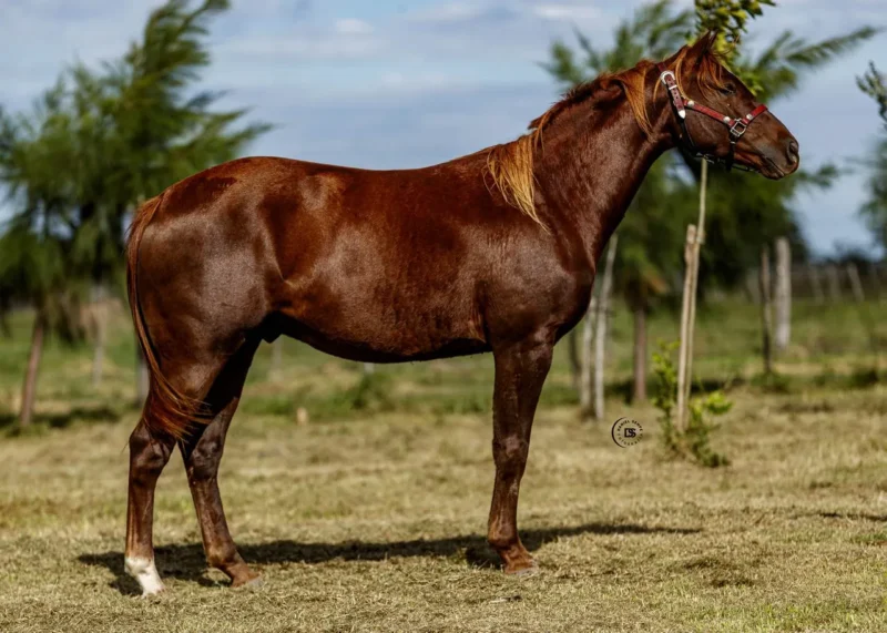 LOTE 14 LR DOC CARCARAÑA