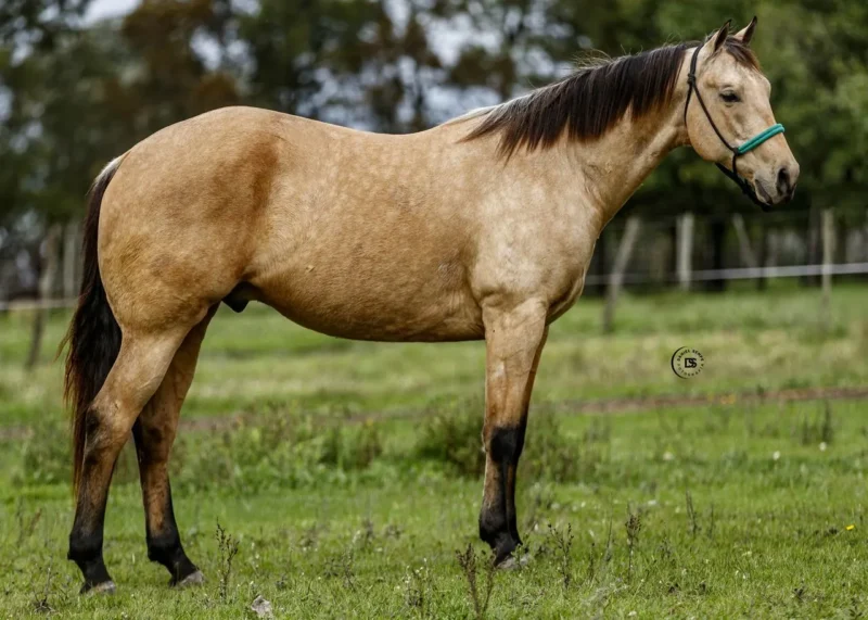 LOTE 12 CENTAUROS QUINO