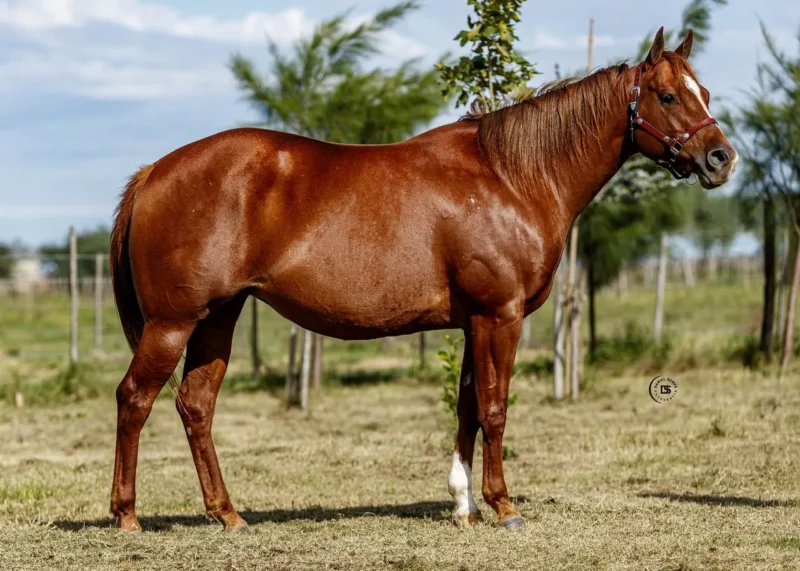 LOTE 1 LR DOC CERRILLANA PREÑADA