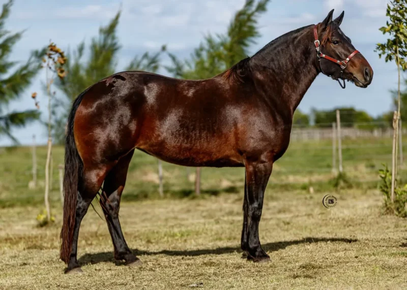 LOTE 16 GRAN RETOÑO CURIOSA
