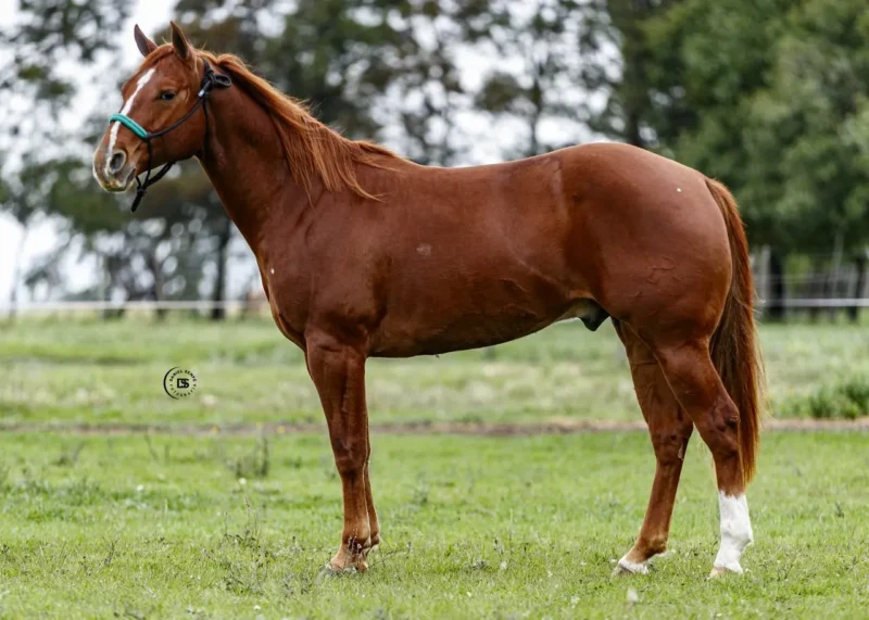 LOTE 15 HER MISTY