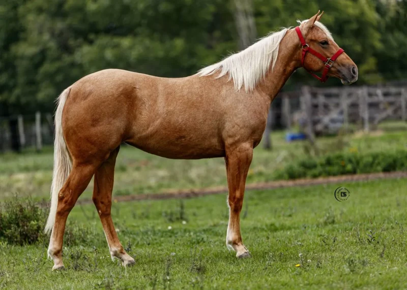 LOTE 6 JLL BOOM BOOM BUCK
