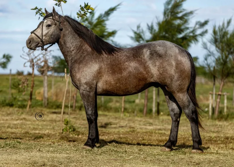 LOTE 17 GRAN RETOÑO LAPACHO