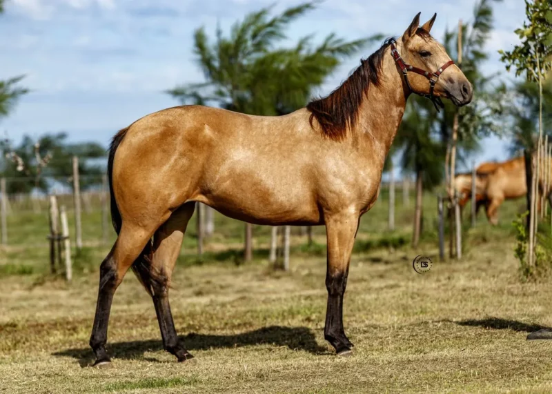 LOTE 7 LR BUCK LEXUS