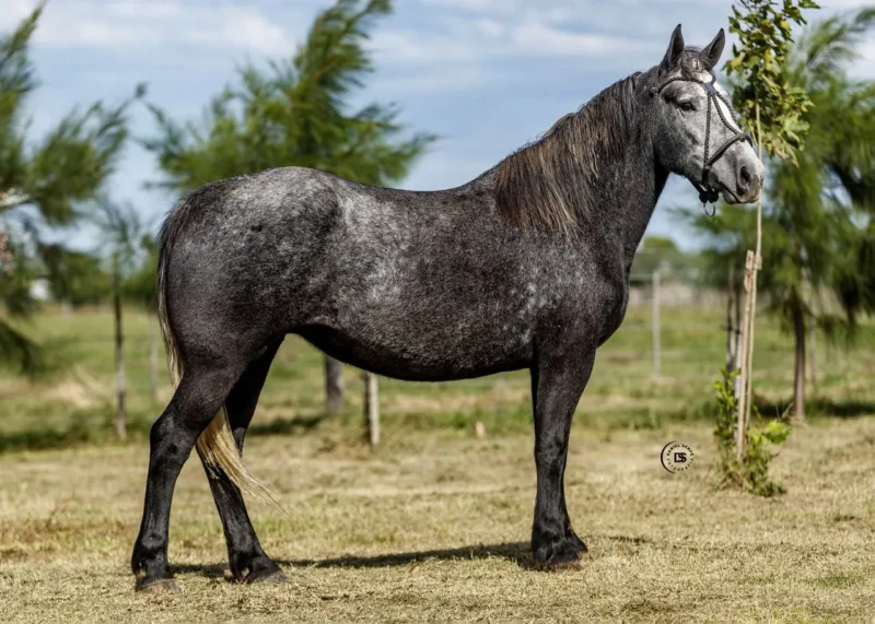 LOTE 18 GRAN RETOÑO MERCEDITAS  - PREÑADA C/CRIA
