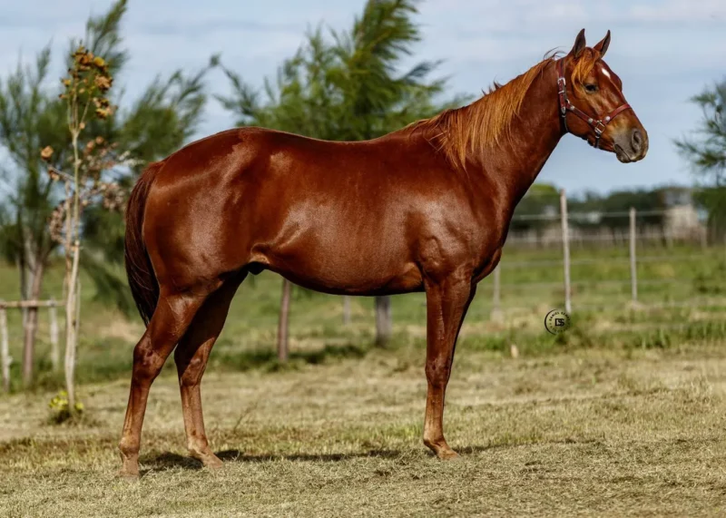 LOTE 13 LR BUCK NOGOYA