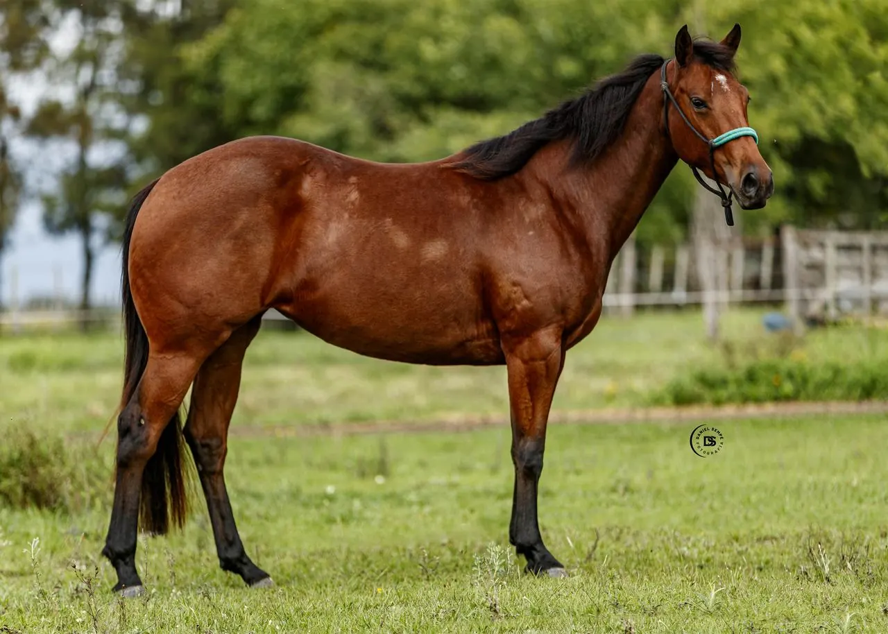 LOTE 3 OJB STAR BUCK