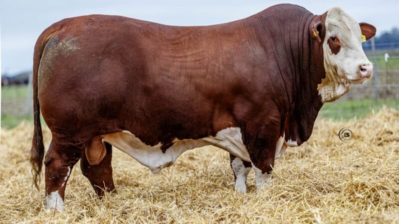 LOTE 1 RP 10403 LOS RETOÑOS