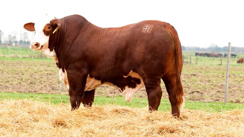 LOTE 10 RP 10407 LOS RETOÑOS