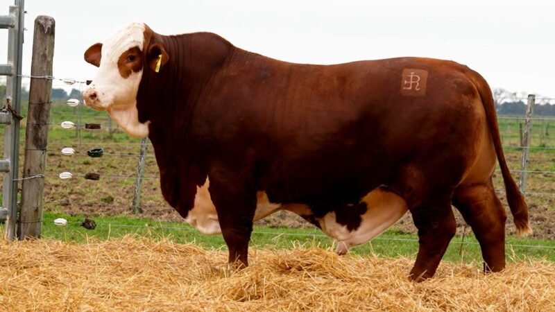 LOTE 10 RP 10415 LOS RETOÑOS