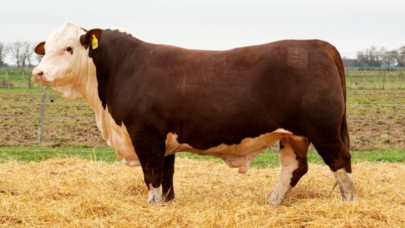 LOTE 11 RP 10485 LOS RETOÑOS