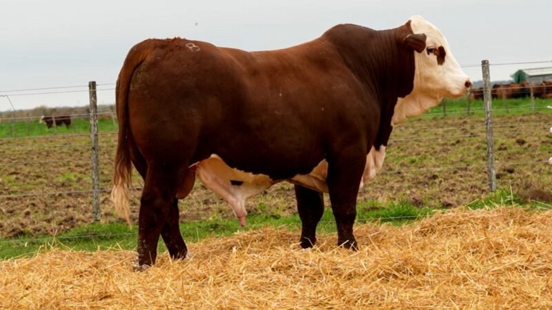 LOTE 11 RP 10495 LOS RETOÑOS