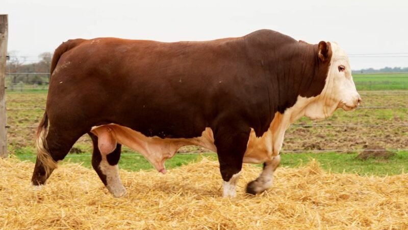 LOTE 11 RP 10553 LOS RETOÑOS