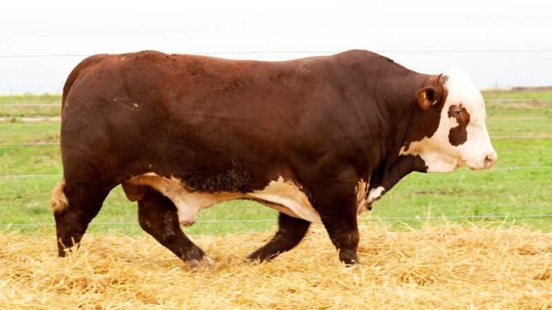 LOTE 12 RP 10465 LOS RETOÑOS