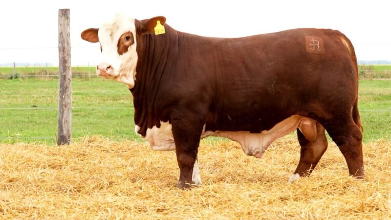 LOTE 12 RP 10605 LOS RETOÑOS