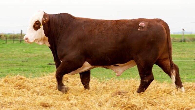 LOTE 12 RP 10707 LOS RETOÑOS