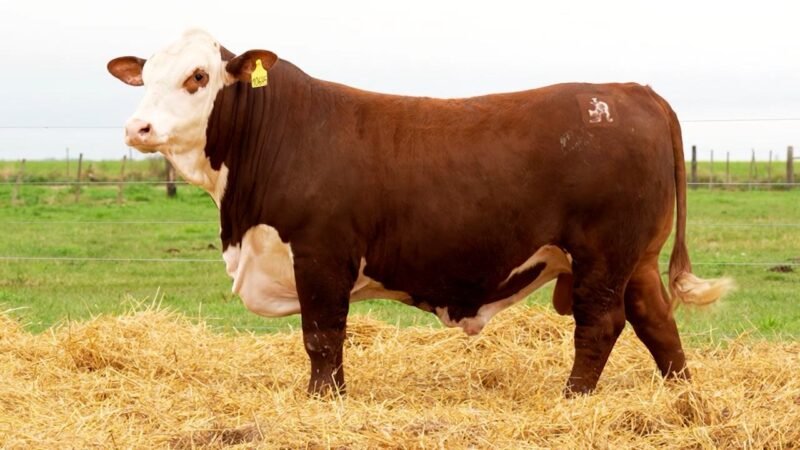 LOTE 13 RP 10645 LOS RETOÑOS