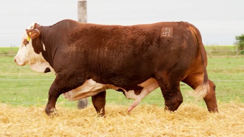 LOTE 14 RP 10501 LOS RETOÑOS
