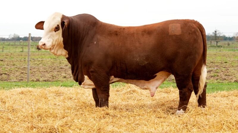 LOTE 14 RP 10547 LOS RETOÑOS