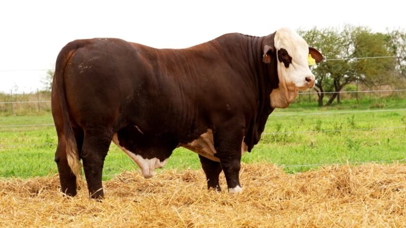 LOTE 14 RP 10623 LOS RETOÑOS
