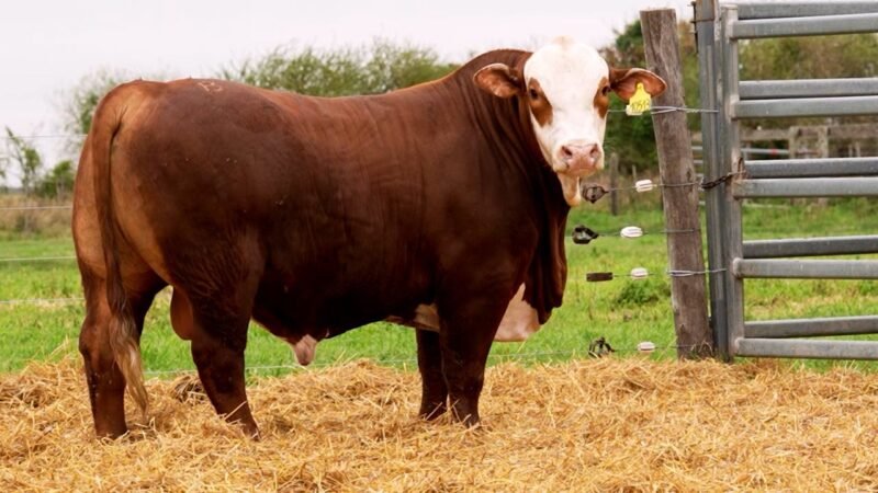 LOTE 15 RP 10513 LOS RETOÑOS