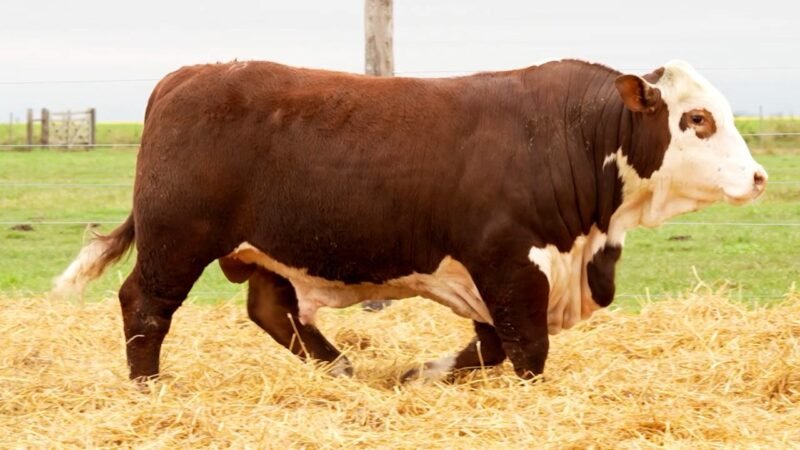 LOTE 15 RP 10527 LOS RETOÑOS