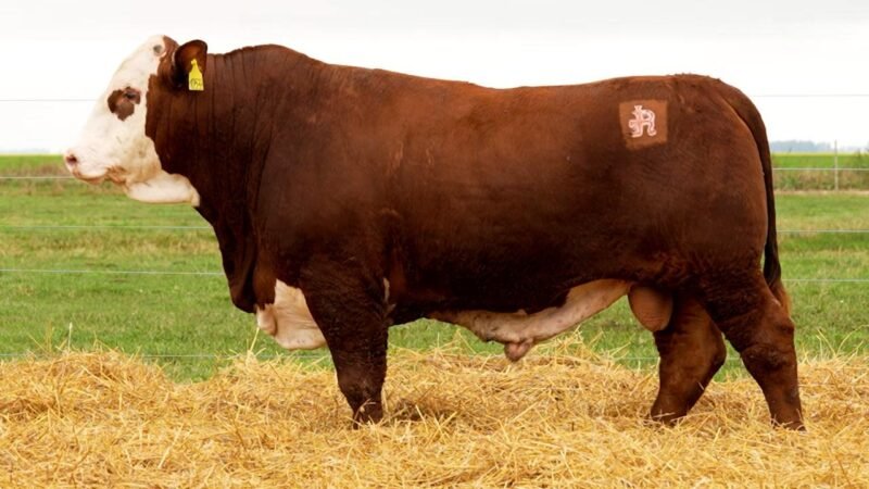LOTE 15 RP 10533 LOS RETOÑOS
