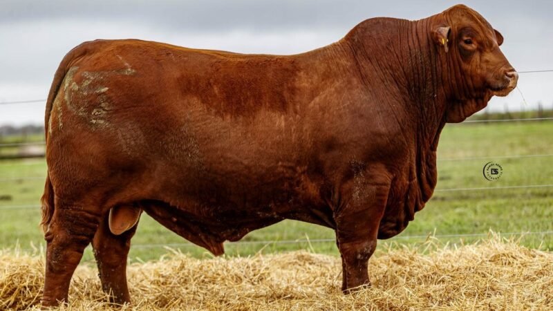 LOTE 16 RP 811 LOS RETOÑOS