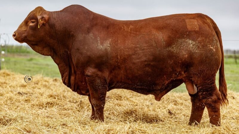 LOTE 17 RP 807 LOS RETOÑOS