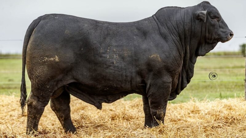 LOTE 19 RP 819 LOS RETOÑOS