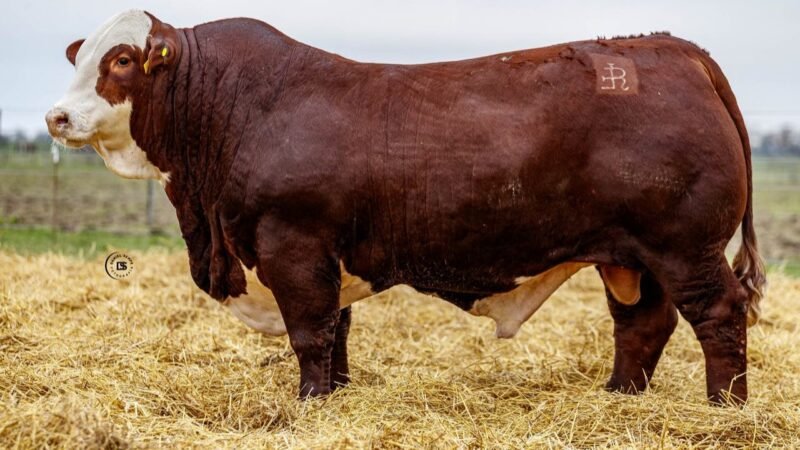 LOTE 2 RP 10401 LOS RETOÑOS