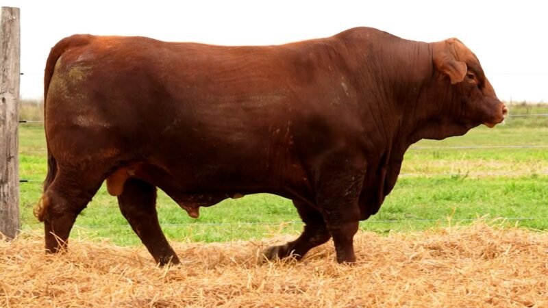 LOTE 20 RP 2601 LOS RETOÑOS