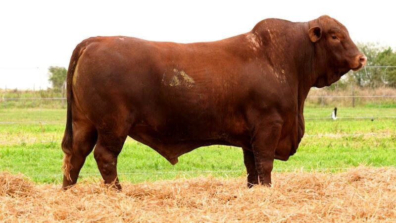 LOTE 20 RP 2655 LOS RETOÑOS