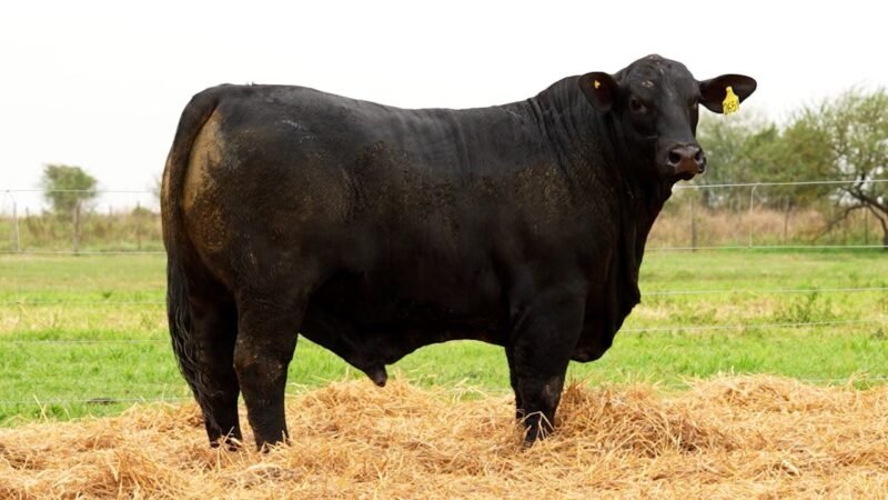 LOTE 21 RP 2651 LOS RETOÑOS