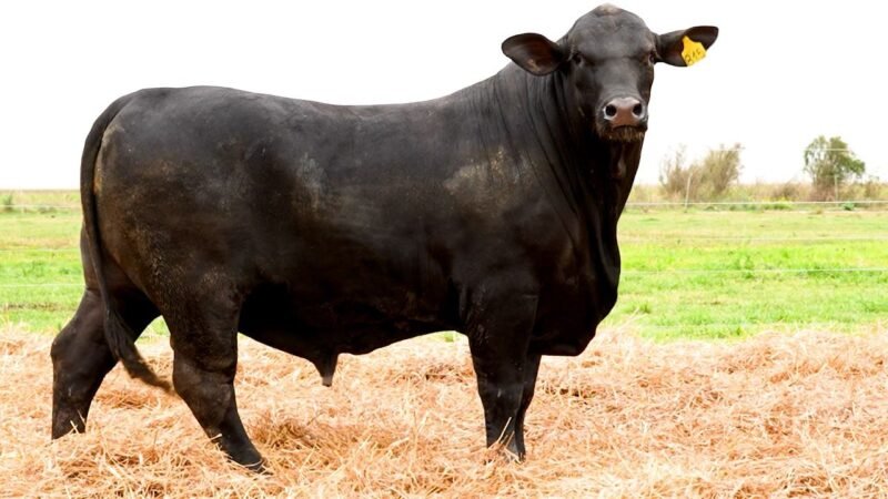 LOTE 21 RP 815 LOS RETOÑOS