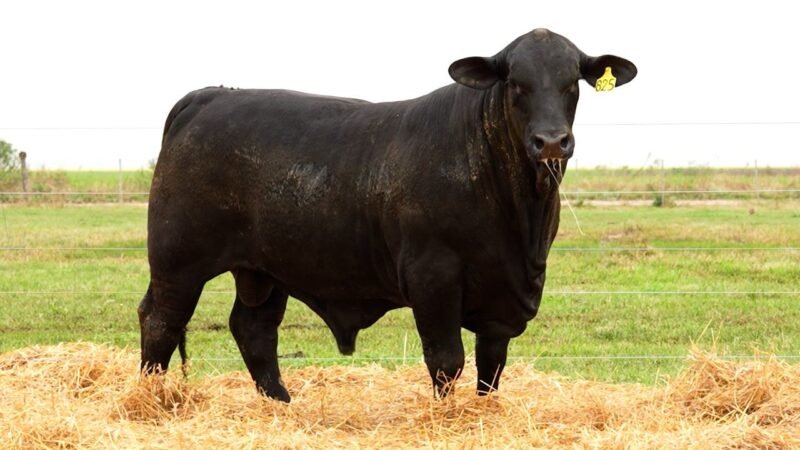 LOTE 22 RP 825 LOS RETOÑOS