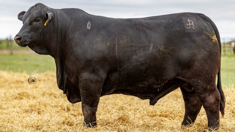 LOTE 23 RP 831 LOS RETOÑOS