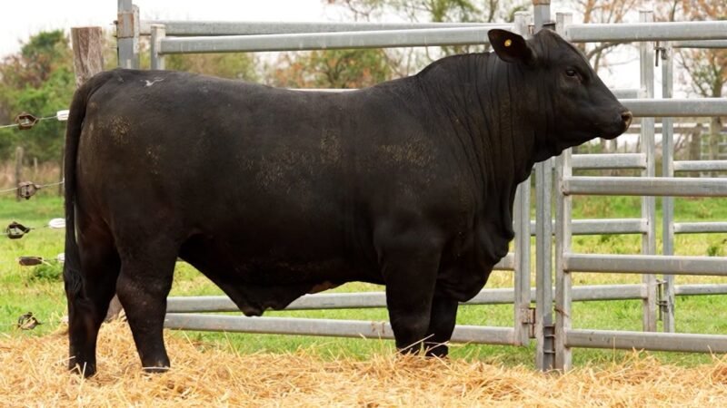 LOTE 24 RP 2609 LOS RETOÑOS