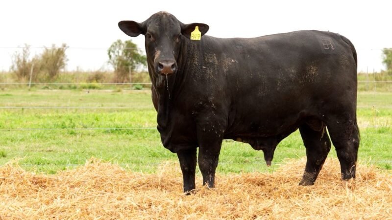 LOTE 24 RP 847 LOS RETOÑOS