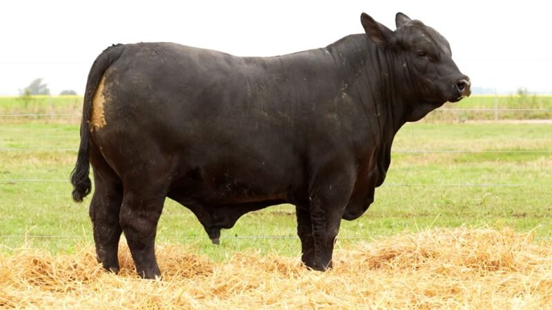 LOTE 25 RP 2723 LOS RETOÑOS