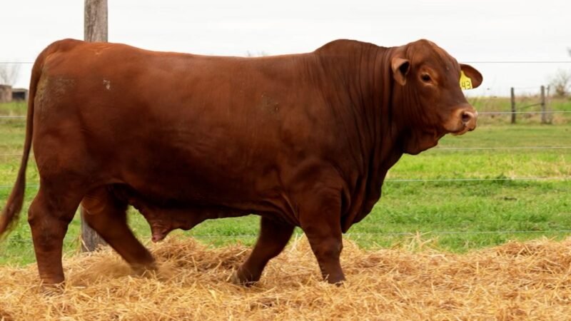 LOTE 25 RP 843 LOS RETOÑOS