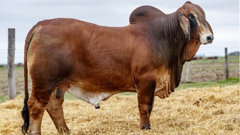 LOTE 29 RP 35 LOS RETOÑOS