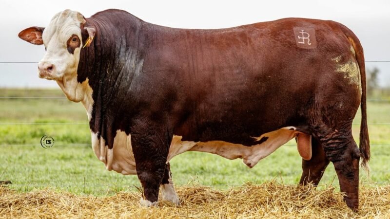 LOTE 3 RP 10221 LOS RETOÑOS