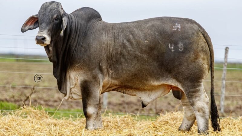 LOTE 30 RP 49 LOS RETOÑOS